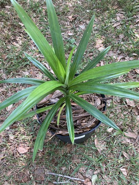 Pandan Plant