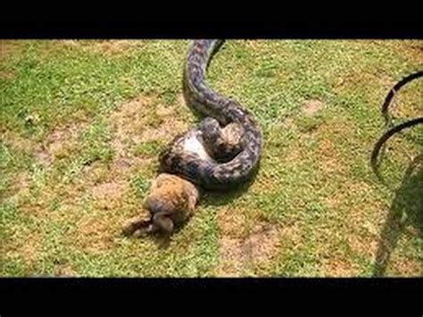 Image result for Leopard vs Python
