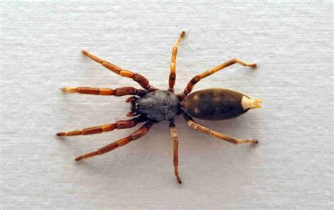 Pest Control Treatment For White Tailed Spiders at Indiana Mulquin blog