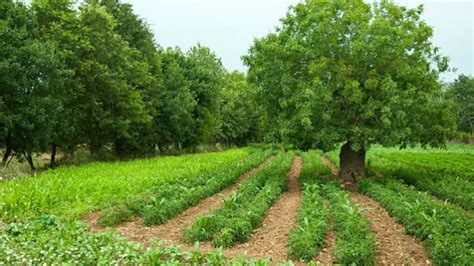 Agroforestry Systems 的图像结果