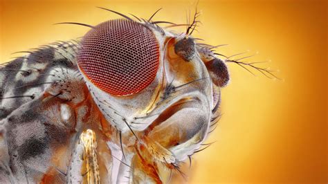 What Google could learn from a fruit fly | Cold Spring Harbor Laboratory