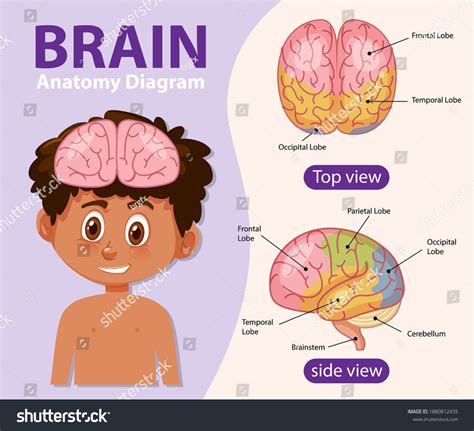 Human Brain Explained 的图像结果