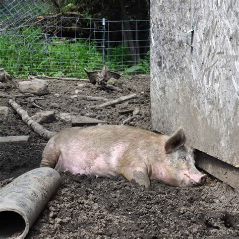 Can Pigs Eat Their Own Poop? Is it Okay?