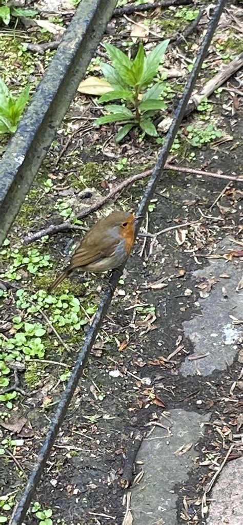 Can a Bird Hear a Worm Crawling Underground? Shocking Truth Revealed! - Birds