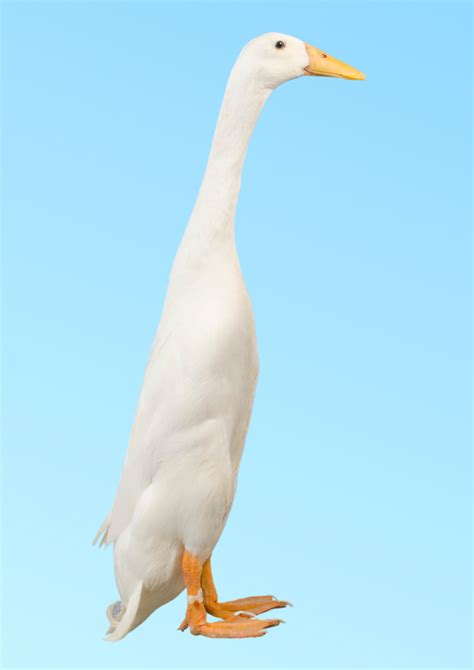 भारतीय गेमिंग ट्रेंड्स