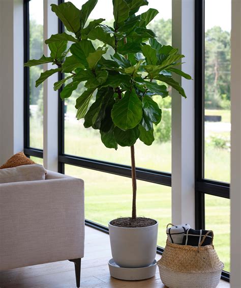 Fiddle Leaf Fig Tree Indoor Plant Little Plant Shop | New Standard