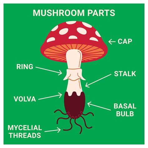 Illustration of Mushroom Parts in Green Background 23985910 PNG