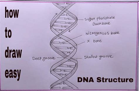 make an project on DNA .write their uses,how it is working and all ...