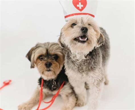 Top 5 Dog Breeds For Apartments | Herzindagi