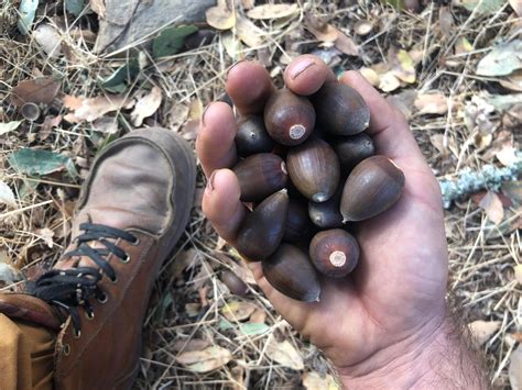 How to Eat Acorns - Easy Step-by-Step Photo Tutorial from Forest to ...