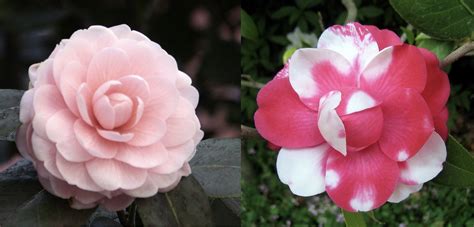 Image result for Incomplete Dominance Examples Flower