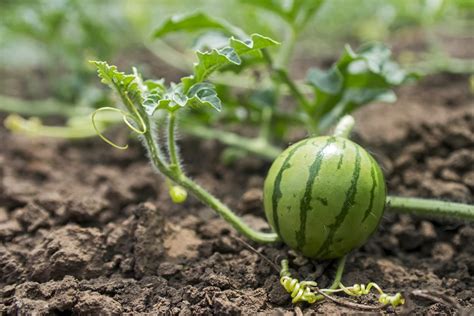 Where Do Watermelons Grow