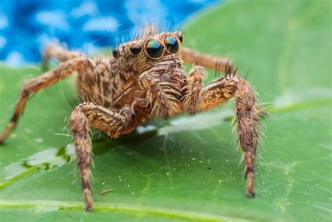 Image result for Spider Species Classification Using Machine Learning