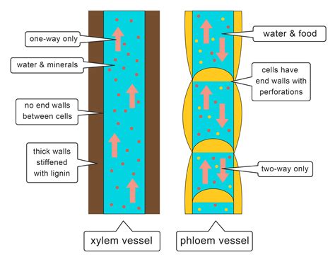 Understand the Roles of Xylem and Phloem in Plants Worksheet - EdPlace