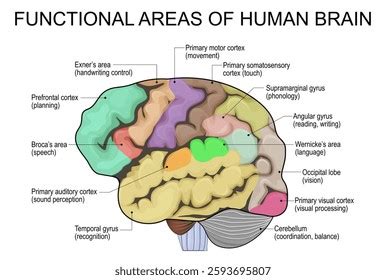 Brain Function Map 的图像结果