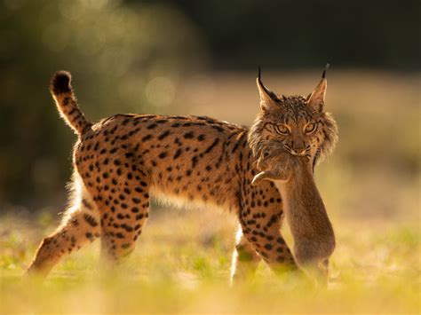 Iberian Lynx returns from the brink of extinction | The Independent