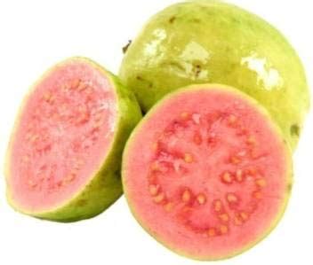 Pink Taiwan Guava | Amrood Live Plant Pot : Amazon.in: Garden & Outdoors