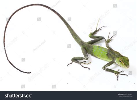 8,060 Color change lizard Images, Stock Photos & Vectors | Shutterstock