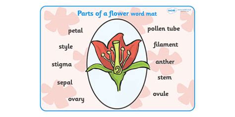 Parts of a Flower Word Mat (teacher made) - Twinkl