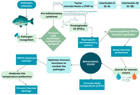 Thermal and Nutritional Strategies for Managing Tenacibaculum maritimum ...