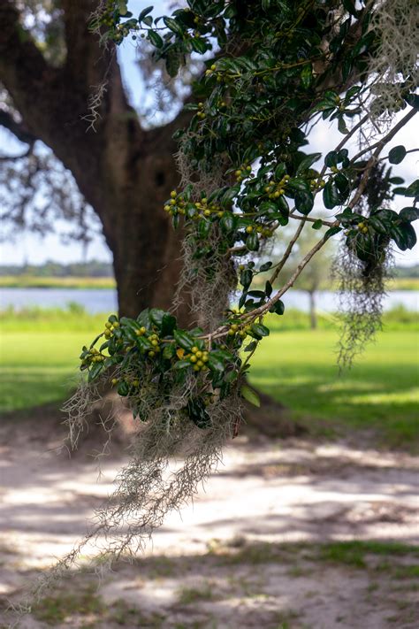 Mansfield Plantation | A Southern Beauty with Old World Charm — Rose & Ivy