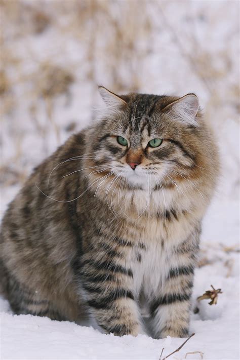 猫猫品种介绍图鉴8期——西伯利亚森林猫_猫咪