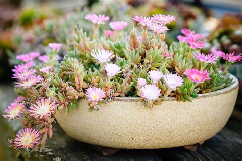 Indoor Flowering Succulents Succulent Plants | Indoor Succulent Plants