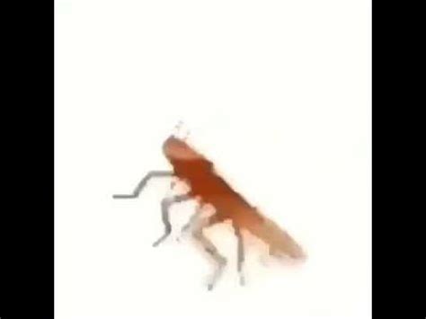 Dancing Cockroach Meme 的图像结果