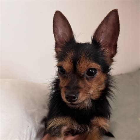 Dog for adoption - Precious (Chorkie), a Yorkshire Terrier & Chihuahua ...
