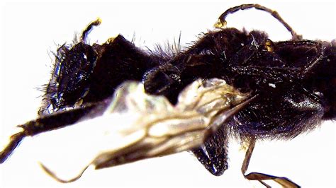 Image result for Alien Horror Bug