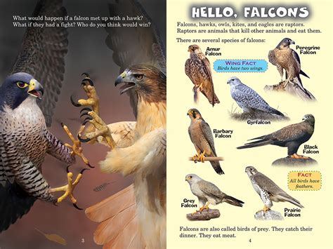 Falcon vs. Hawk (Who Would Win?) | Scholastic Canada