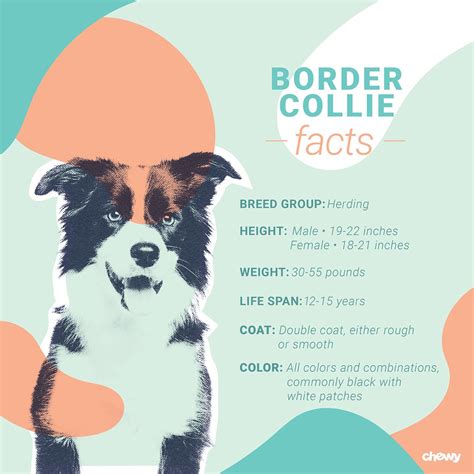 Border Collie Breed: Characteristics, Care & Photos | BeChewy | Collie ...