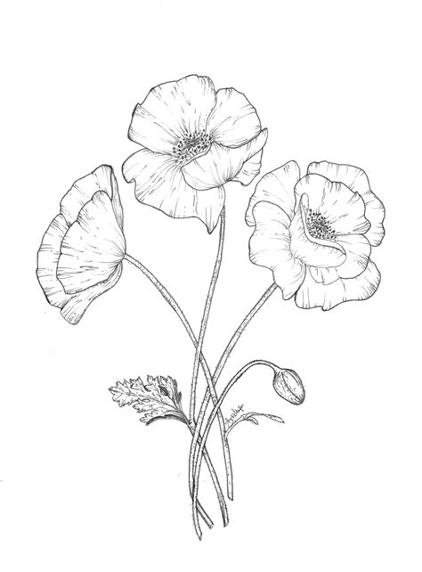How To Draw A Easy Poppy Flower at Brandon Banks blog