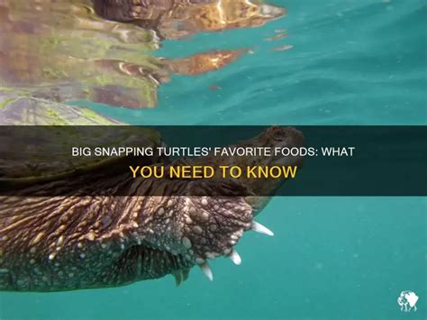 Image result for Eating Snapping Turtles