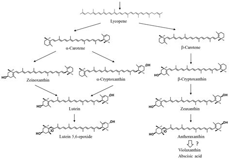 Carotenoid Profiling of a Red Seaweed Pyropia yezoensis: Insights into ...
