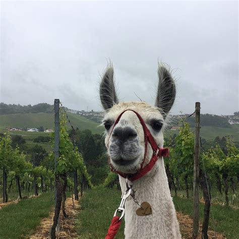 Wurttemberg Alpakas (Stuttgart) - 2022 What to Know Before You Go (with ...