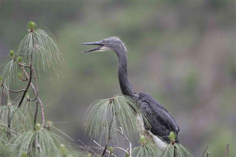 In Bhutan, the world’s rarest heron is on the brink of extinction