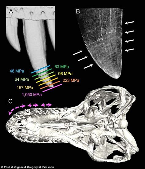 Secrets of how T-Rex ripped its prey to shred reveaed | Daily Mail Online