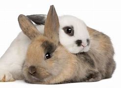 Image result for Bunnies Snuggling