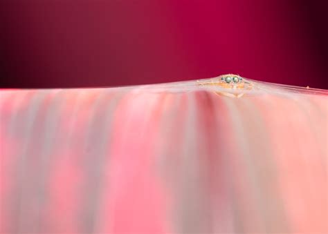 India Photography Awards