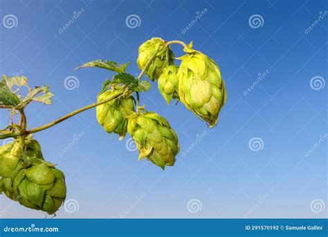 Hops And Flowers