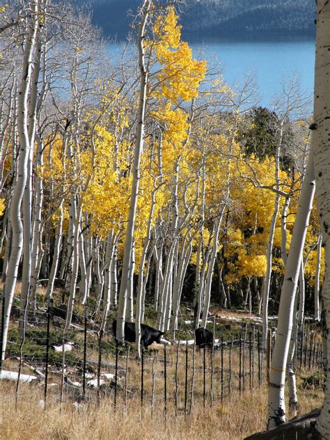 Living with a Giant – Pt. I of the Pando-Series - Topos Magazine