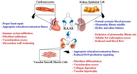 Role of the Renin-Angiotensin-Aldosterone System beyond Blood Pressure ...