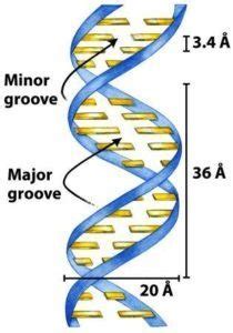 Image result for DNA Microarray Device