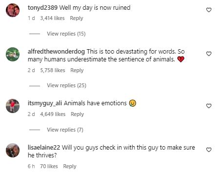 Koala hugs lifeless body of its mate in Australia in viral video ...