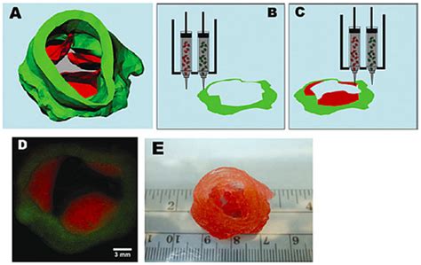Scaffolding Strategies for Tissue Engineering and Regenerative Medicine ...