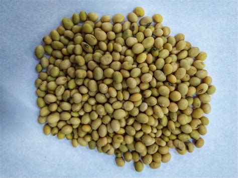 Soyabean whole