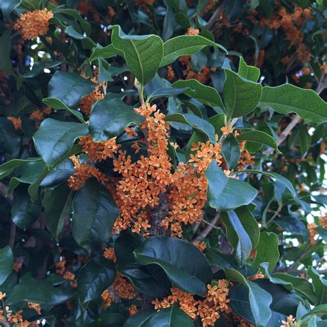 Apricot Echo Tea Olive - Osmanthus fragrans aurantiacus 'Apricot Echo ...