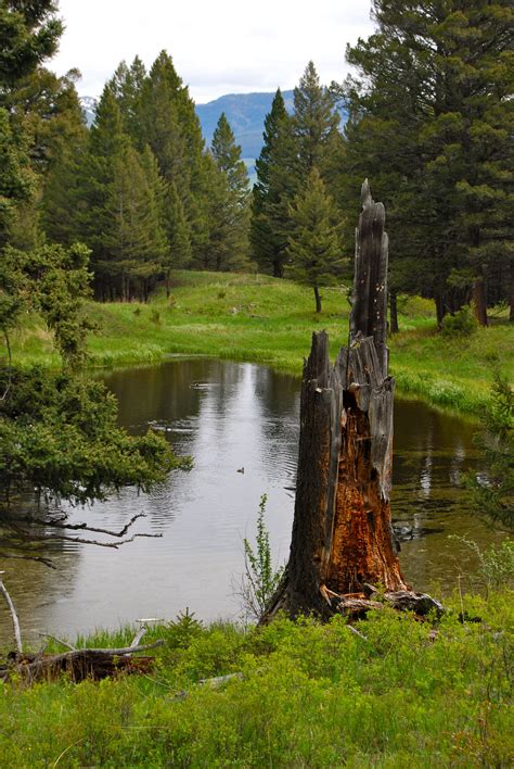 Tree and pond | Summer in Wonderland