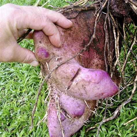 The Best Way to Grow Edible Purple Yam | Seedsforgarden (Since 1999).We ...